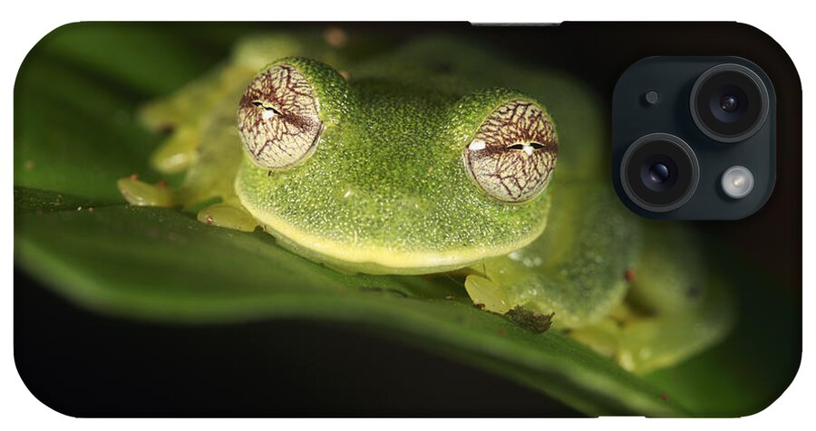 Mp iPhone Case featuring the photograph Glass Frog Centrolene Tayrona, Sierra by Cyril Ruoso