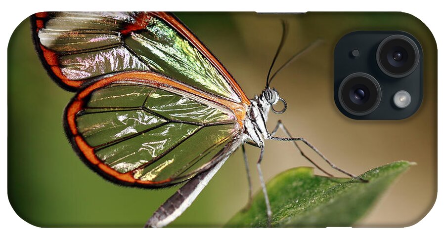 Glasswinged Longwing Butterfly iPhone Case featuring the photograph Glasswing Butterfly by Grant Glendinning