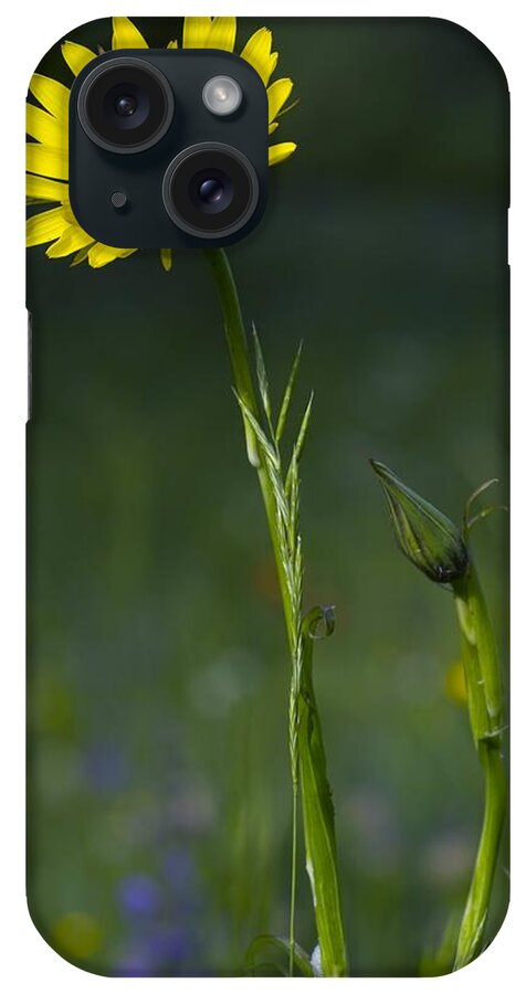Asteraceae iPhone Case featuring the photograph Goatsbeard (tragopogon Orientalis) by Bob Gibbons