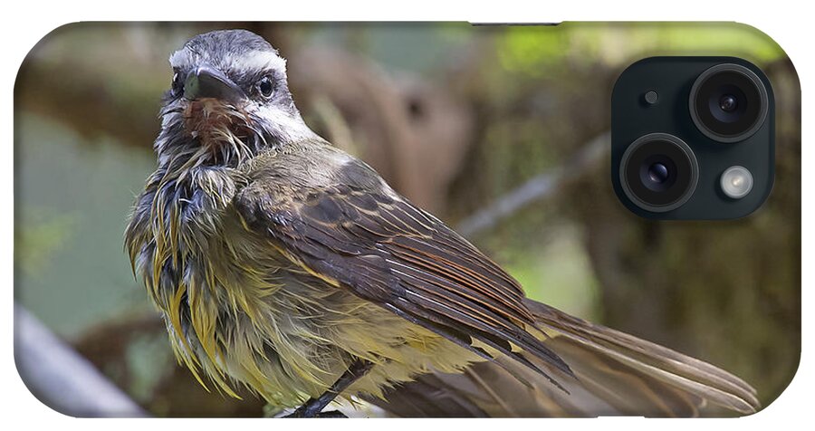 Myiodynastes Chrysocephalus iPhone Case featuring the photograph Golden--crowned Flycatcher by Jean-Luc Baron