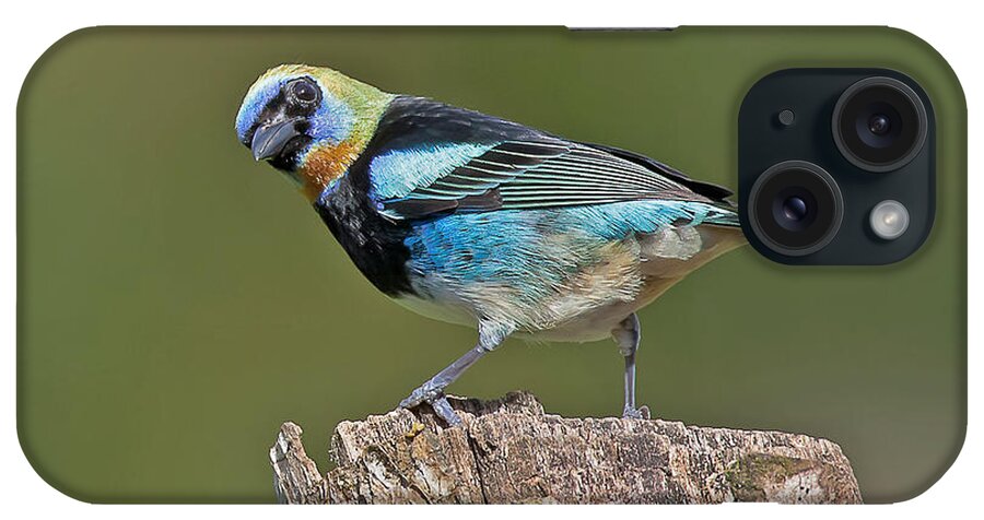 Bird iPhone Case featuring the photograph Golden-hooded Tanager by Jean-Luc Baron