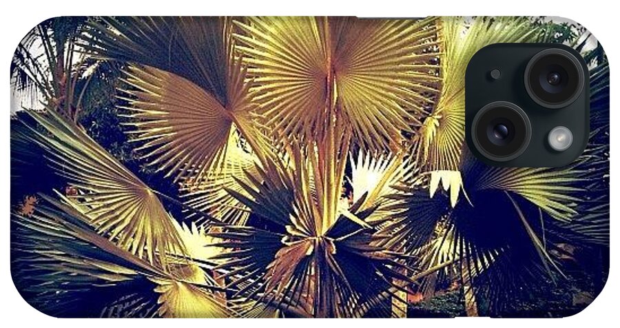 Navema iPhone Case featuring the photograph Golden Palm by Natasha Marco