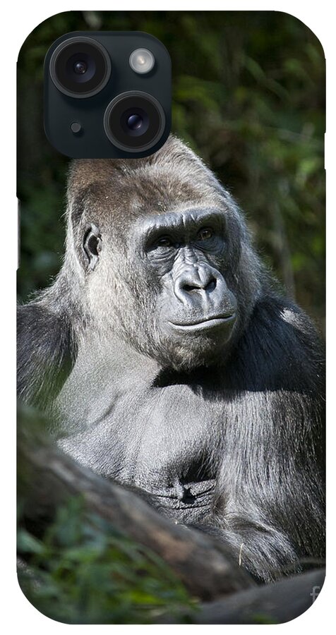 Gorilla iPhone Case featuring the photograph Gorilla by Chris Dutton