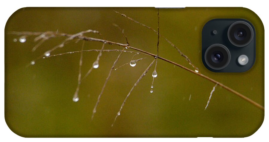 Africa iPhone Case featuring the photograph Grassdrops by Alistair Lyne