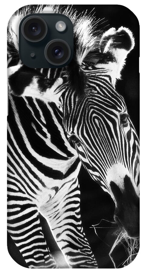 Animals iPhone Case featuring the photograph Gravy Zebra by Perla Copernik