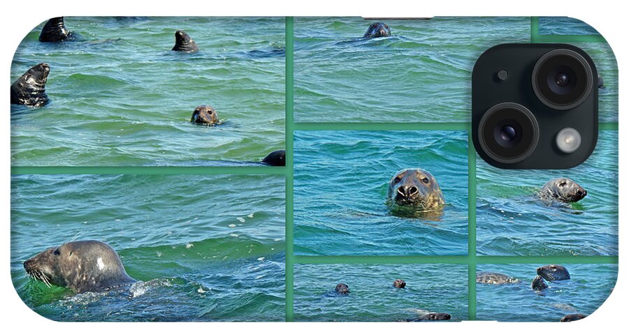 Seals iPhone Case featuring the photograph Gray Seals at Chatham - Cape Cod by Carol Senske