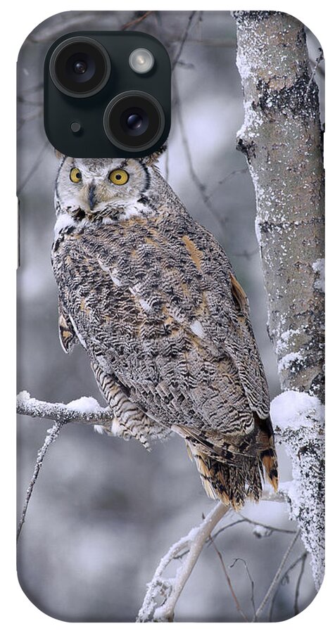 00170557 iPhone Case featuring the photograph Great Horned Owl Perched In Tree Dusted by Tim Fitzharris