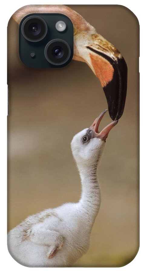 00171968 iPhone Case featuring the photograph Greater Flamingo Mother And Chick by Tim Fitzharris