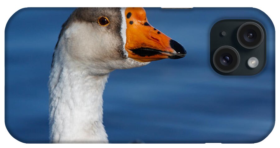 Greater-white Fronted Goose Family Photographs iPhone Case featuring the photograph Greater-White Fronted Goose by Ann Murphy
