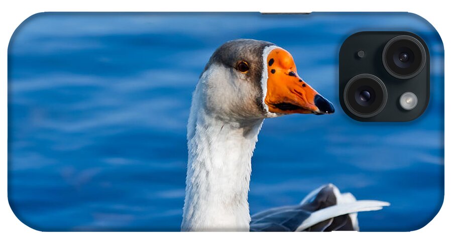 Geese iPhone Case featuring the photograph Greater White-Fronted Goose Looking for a Mate by Ann Murphy