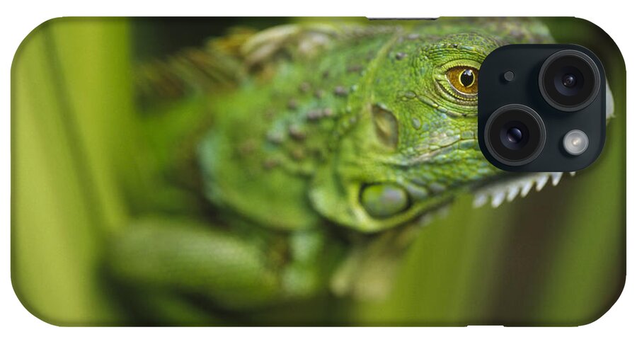 Mp iPhone Case featuring the photograph Green Iguana Amid Green Leaves Roatan by Tim Fitzharris