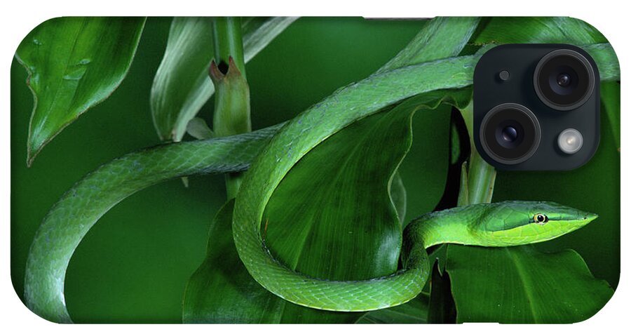 Mp iPhone Case featuring the photograph Green Vine Snake Oxybelis Fulgidus by Michael & Patricia Fogden