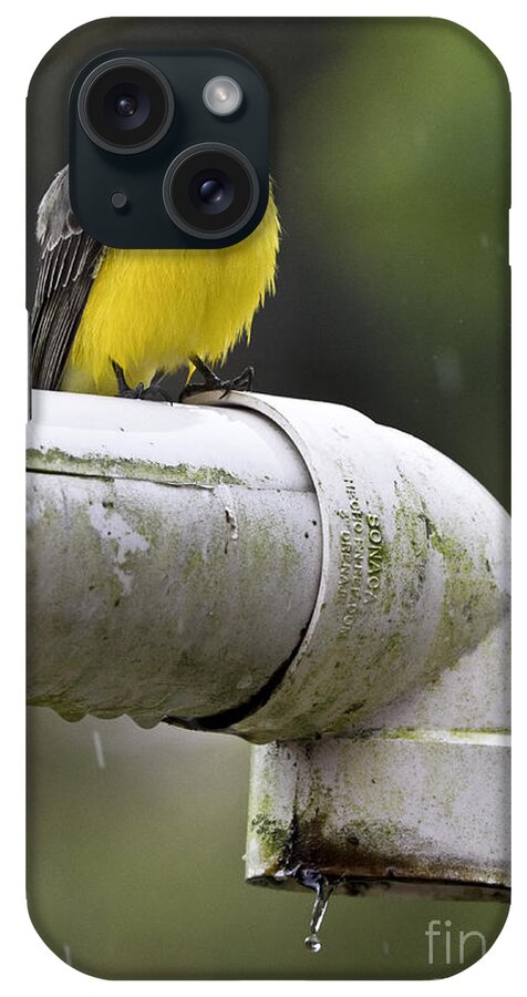 Grey-capped Flycatcher iPhone Case featuring the photograph Grey-Capped Flycatcher by Heiko Koehrer-Wagner
