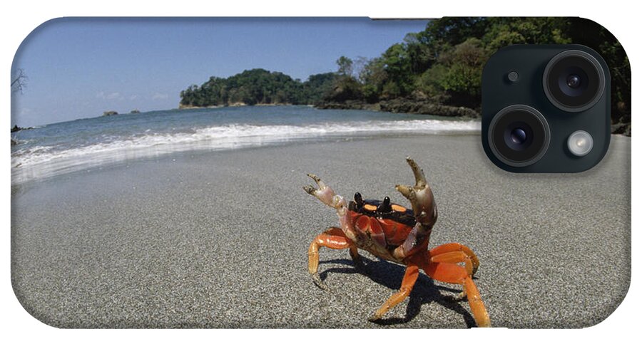 Mp iPhone Case featuring the photograph Halloween Crab Gecarcinus Quadratus by Konrad Wothe
