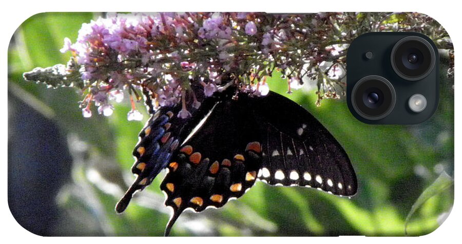 Butterfly iPhone Case featuring the photograph Hangin On by Kim Galluzzo