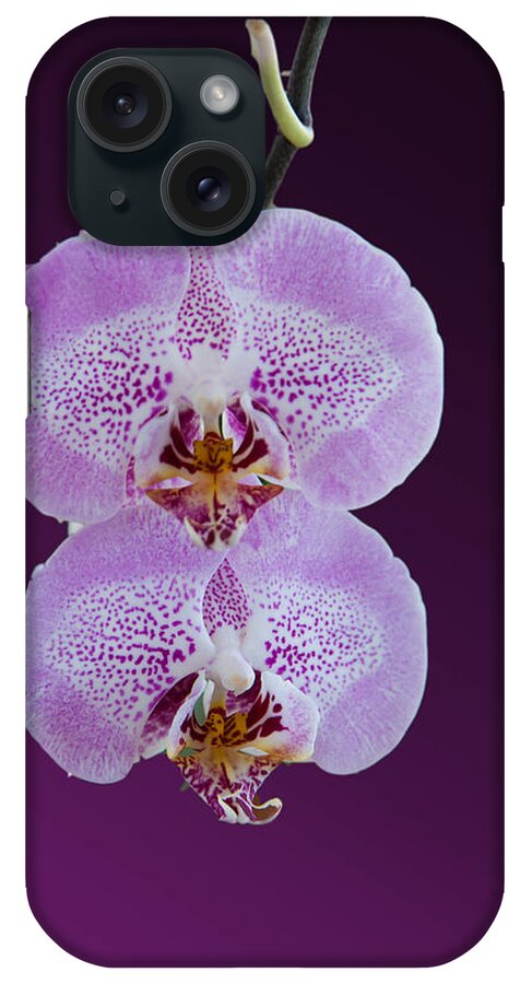 Orchid iPhone Case featuring the photograph Hanging Orchids by Matthew Bamberg