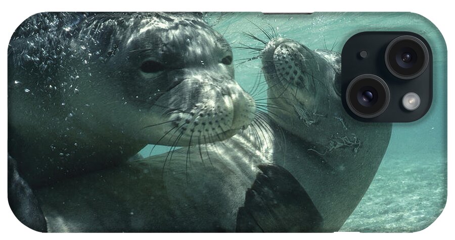 Mp iPhone Case featuring the photograph Hawaiian Monk Seals by Flip Nicklin