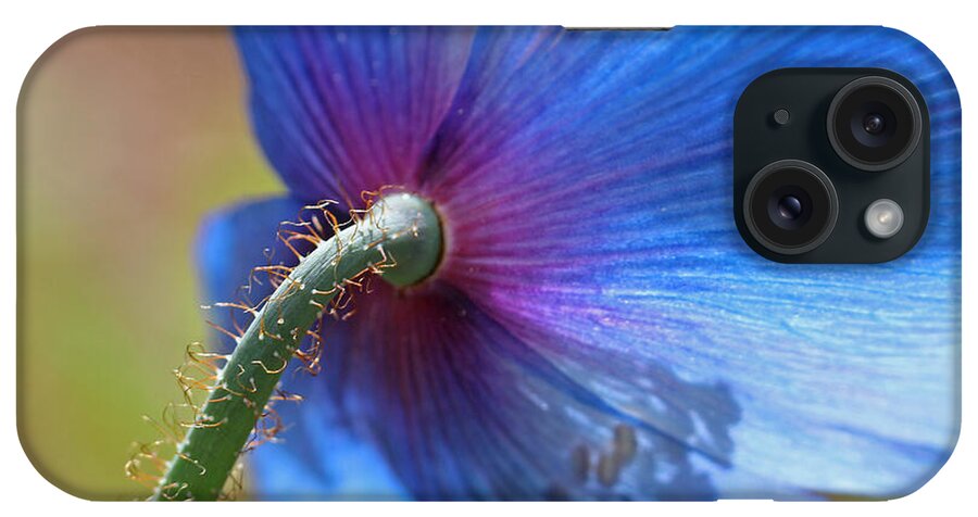Himalayan Poppy iPhone Case featuring the photograph Himalayan Blue Poppy Flower Shadows by Jennie Marie Schell
