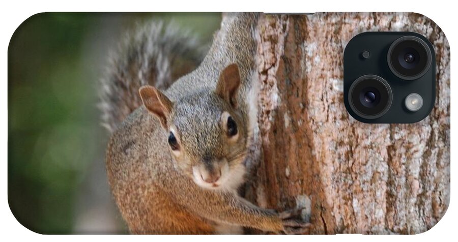 Squirrel iPhone Case featuring the photograph Hold Tight by Judy Hall-Folde
