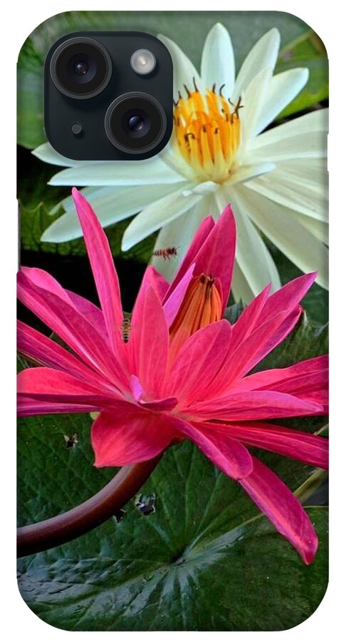 Flower iPhone Case featuring the photograph Hot Pink and White Water Lillies by Larry Nieland