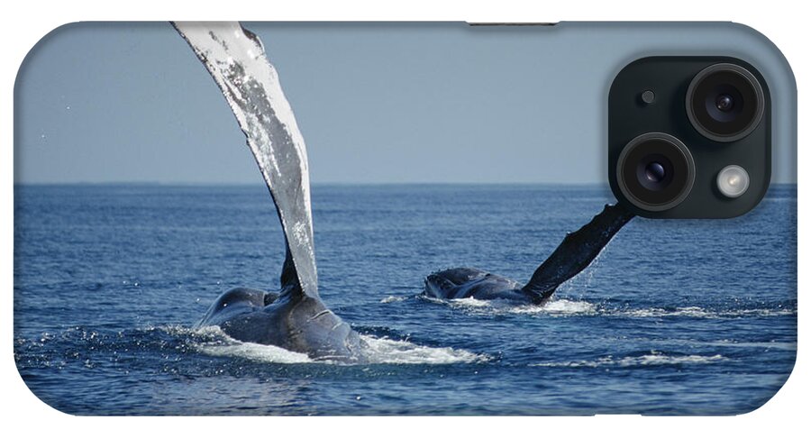 00128679 iPhone Case featuring the photograph Humpback Whale Pectoral Slap Maui by Flip Nicklin