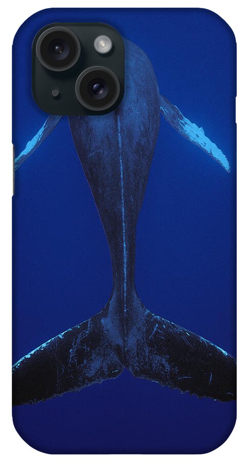 00079895 iPhone Case featuring the photograph Humpback Whale Singing Kona Coast Hawaii by Flip Nicklin