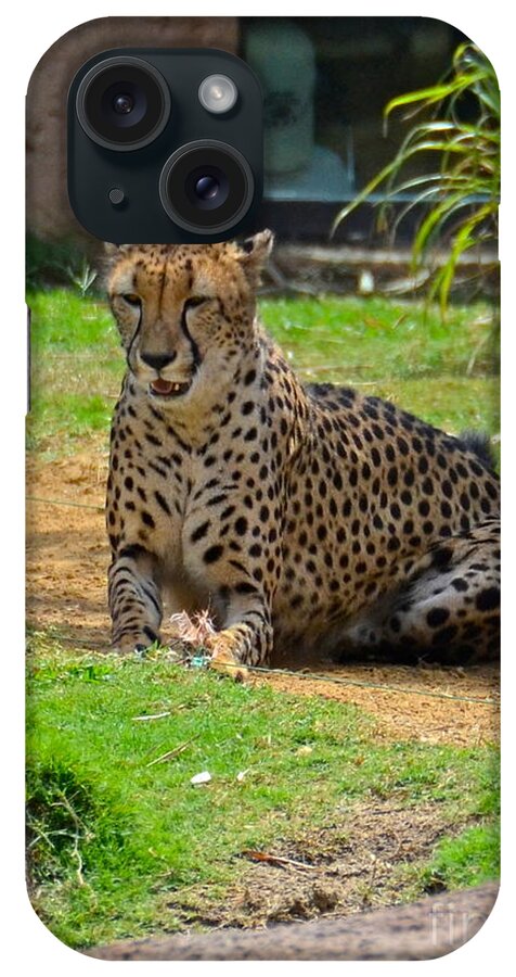 Cheetah iPhone Case featuring the photograph I Caught It by Carol Bradley