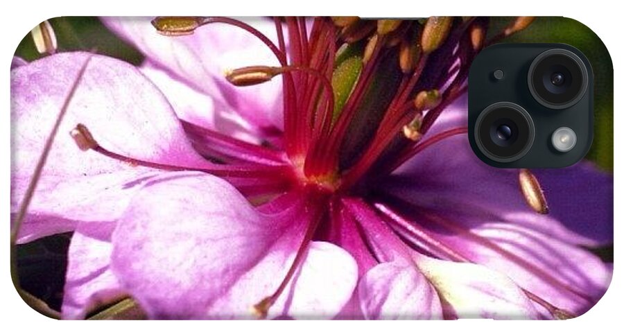 Macroflower iPhone Case featuring the photograph I Never Received My Acceptance Letter by Dccitygirl WDC