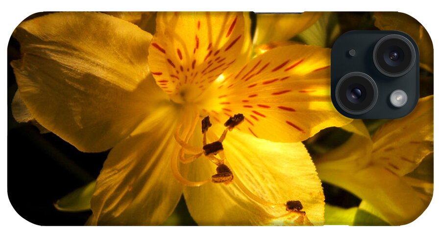Artoffoxvox iPhone Case featuring the photograph Illuminated Yellow Alstromeria Photograph by Kristen Fox