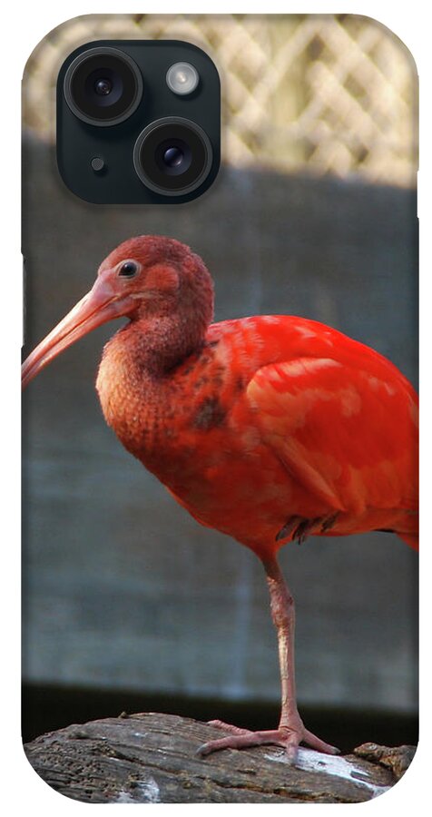 Birds iPhone Case featuring the photograph I'm Not Stepping in That by Guy Whiteley
