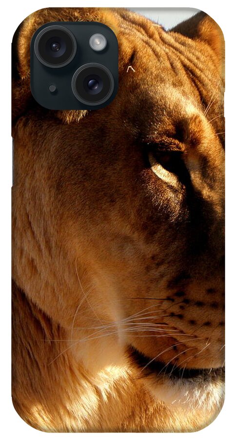 Lion iPhone Case featuring the photograph In a stare down by Kim Galluzzo