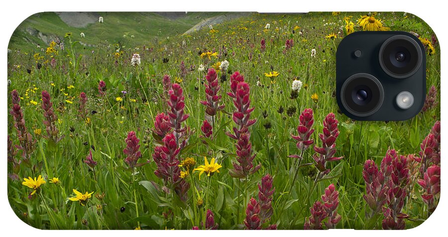 00176060 iPhone Case featuring the photograph Indian Paintbrush Meadow At American by Tim Fitzharris