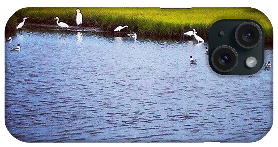 Waterbirds. Cape May iPhone Case featuring the photograph Instagram Photo by Rich Toczynski