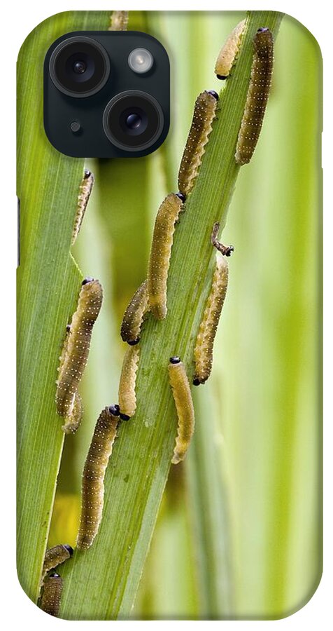 Iris Sawfly iPhone Case featuring the photograph Iris Sawfly Larvae by Bob Gibbons