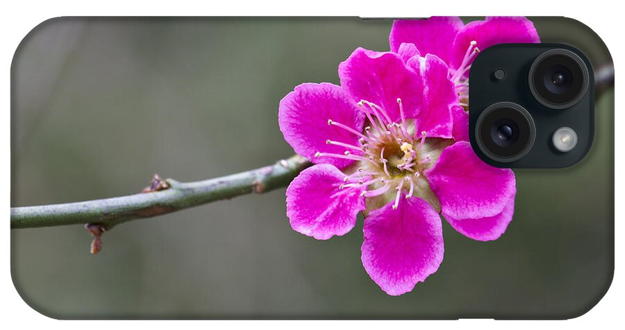 April iPhone Case featuring the photograph Japanese flowering Apricot. by Clare Bambers
