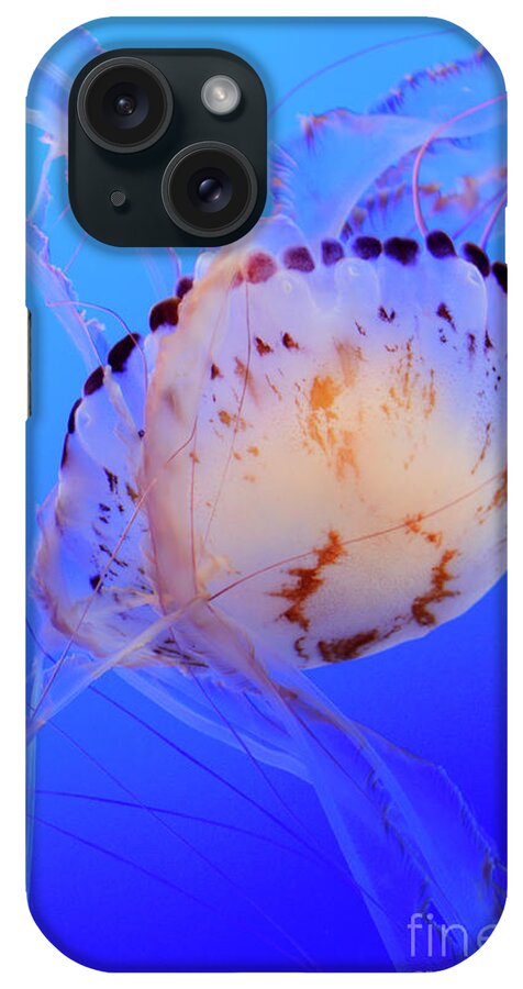 Jellyfish iPhone Case featuring the photograph Jellyfish 5 by Bob Christopher