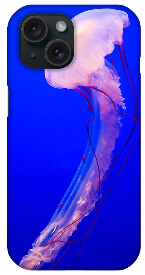 Jellyfish iPhone Case featuring the photograph Jellyfish by Shane Kelly