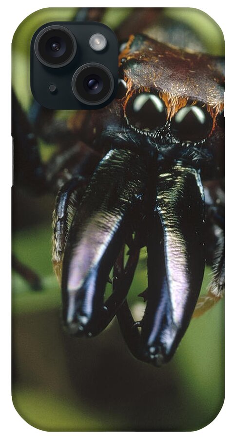 Mp iPhone Case featuring the photograph Jumping Spider Portrait, Queensland by Mark Moffett