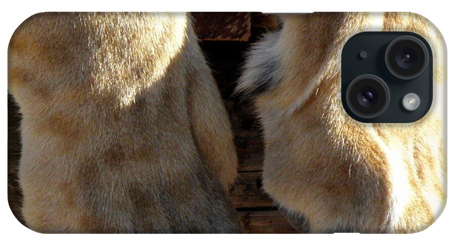 Lion iPhone Case featuring the photograph Kitty Paws by Kim Galluzzo