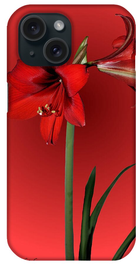 Amaryllis iPhone Case featuring the photograph Lady in Red by Kristin Elmquist