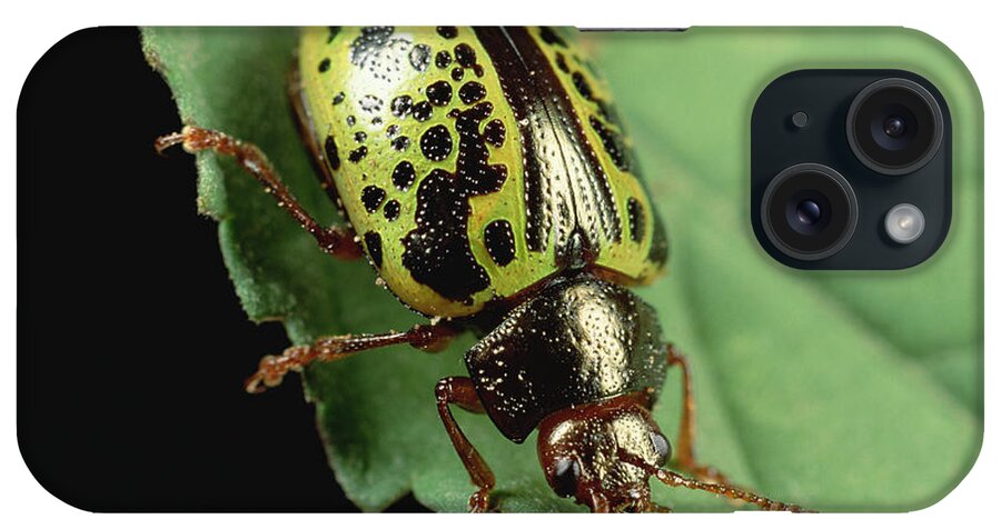 Mp iPhone Case featuring the photograph Leaf Beetle Calligrapha Sp Portrait by Mark Moffett