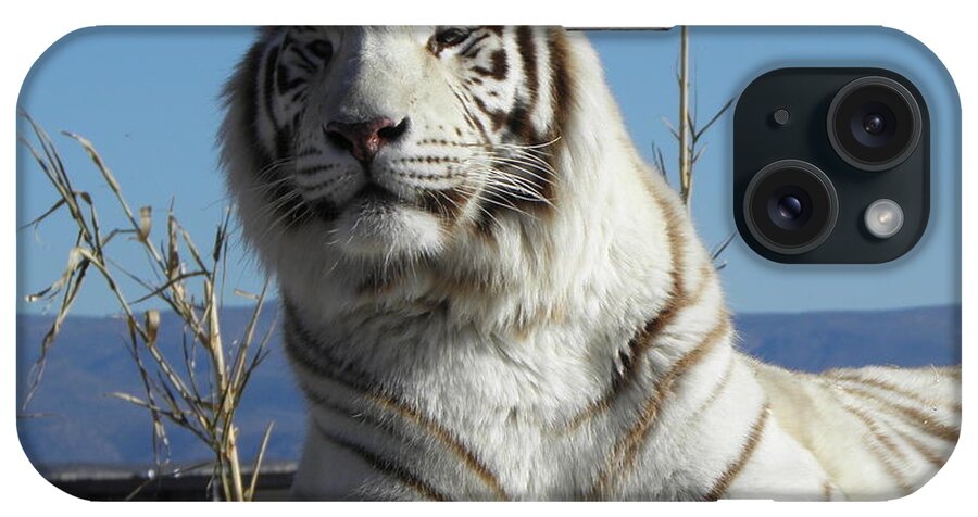 White iPhone Case featuring the photograph Leaning Pose by Kim Galluzzo
