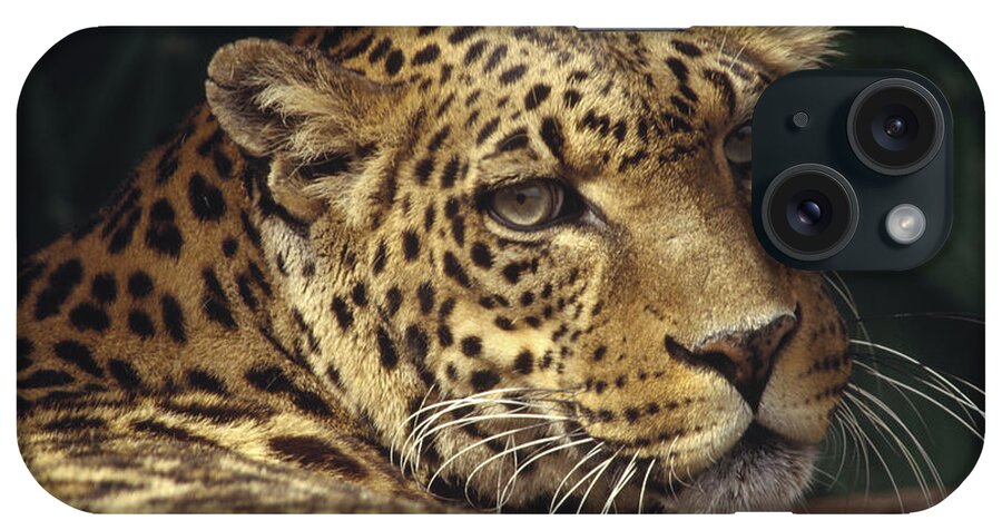 Mp iPhone Case featuring the photograph Leopard Panthera Pardus Portrait by Gerry Ellis
