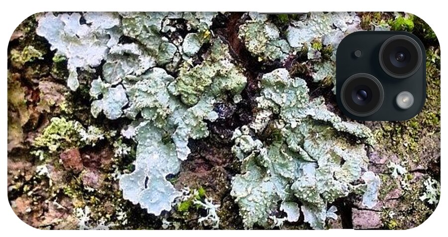 Lichen iPhone Case featuring the photograph Lichen on Bark by Nic Squirrell