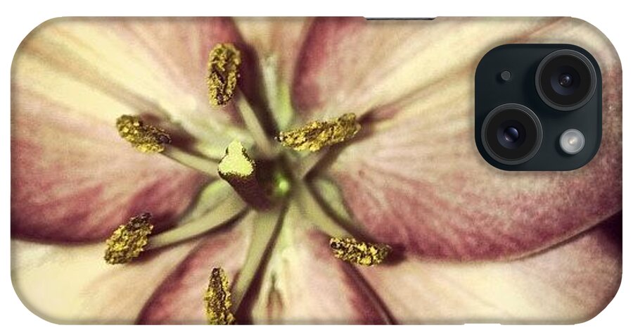 Flower iPhone Case featuring the photograph Lily At Night by Rex Pennington
