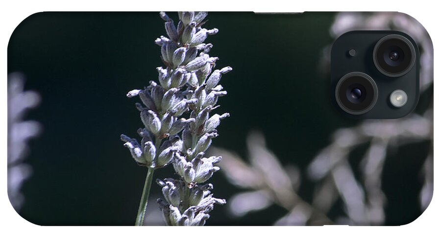 Nature iPhone Case featuring the photograph Linaria purpurea by Michael Friedman