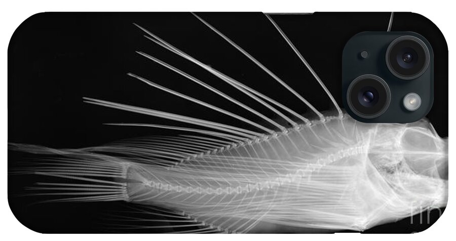 Fish iPhone Case featuring the photograph Lionfish X-ray by Ted Kinsman