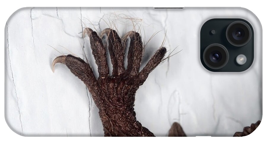 Fauna iPhone Case featuring the photograph Little Brown Bat Foot by Ted Kinsman