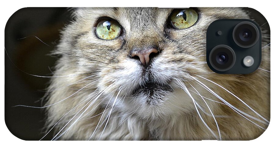 Maine Coon iPhone Case featuring the photograph Lolas Whiskers by Fraida Gutovich