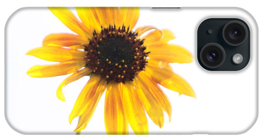 Sunflower iPhone Case featuring the photograph Lost in the Sun by Kristy Jeppson